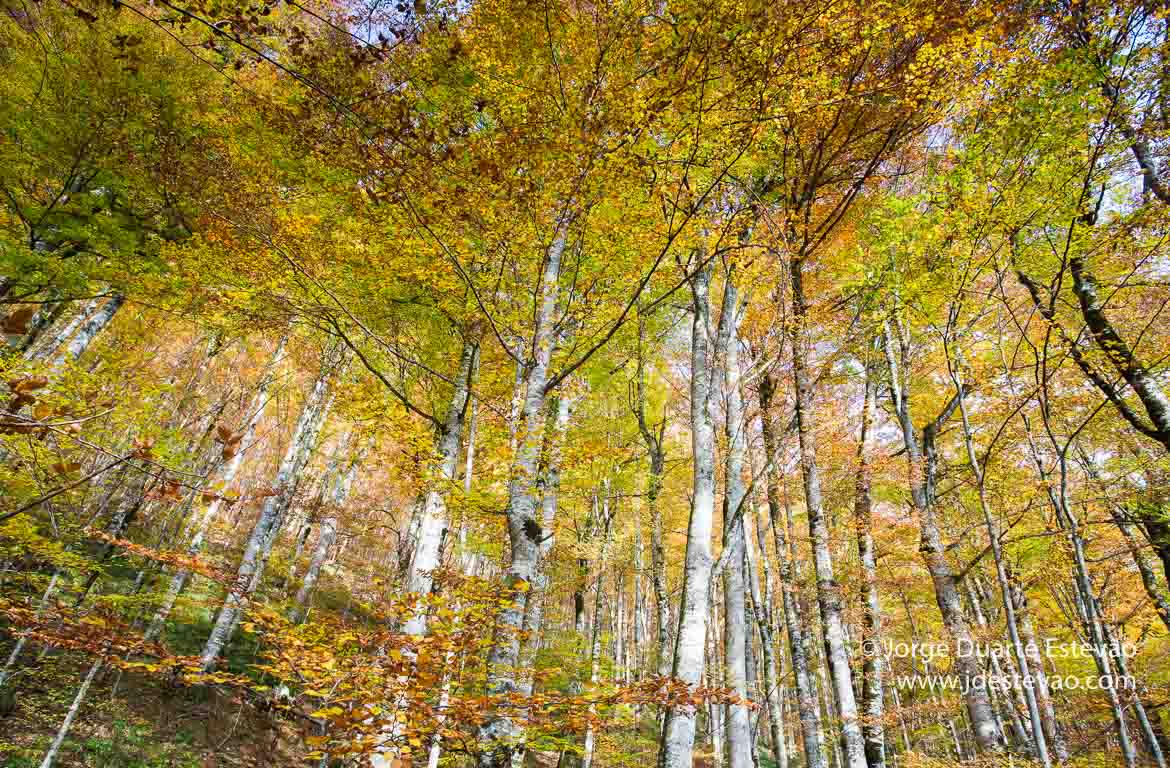 Parque Nacional Biogradska Gora