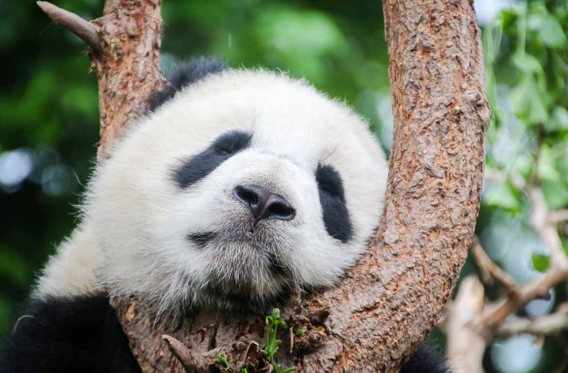 china-panda-dormir
