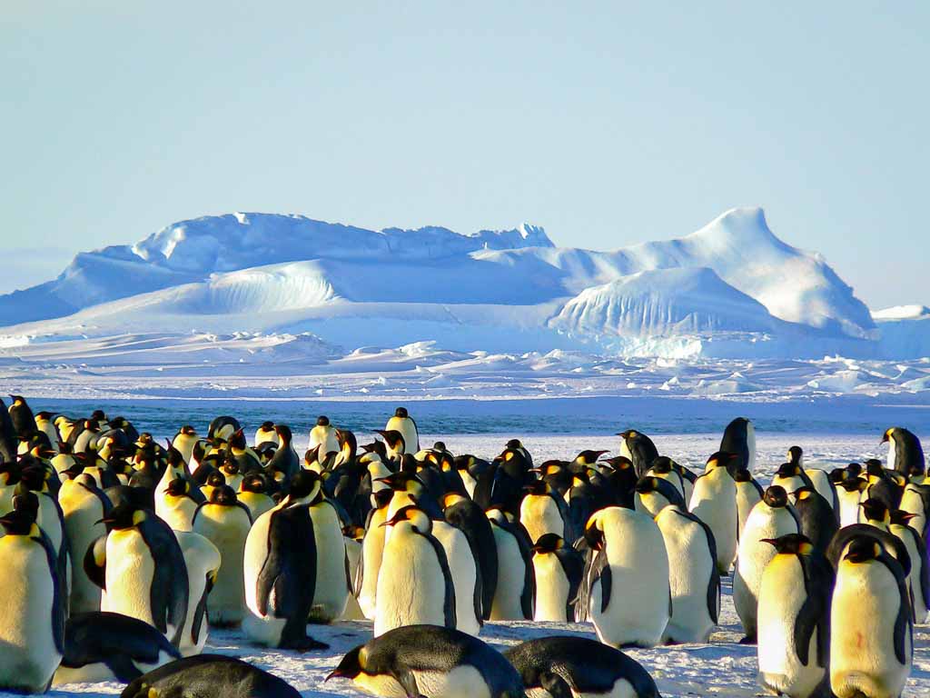 vida selvagem antártida pinguins-antartida