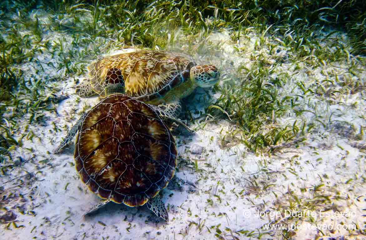 Tartarugas gigantes, Belize