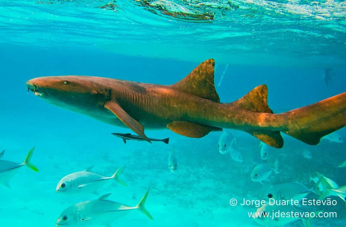 tubaroes-enfermeiro-belize-jorge-duarte-estevao-IMG_3412-1170-x768