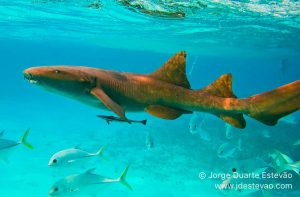 tubaroes-enfermeiro-belize-jorge-duarte-estevao-IMG_3412-1170-x768