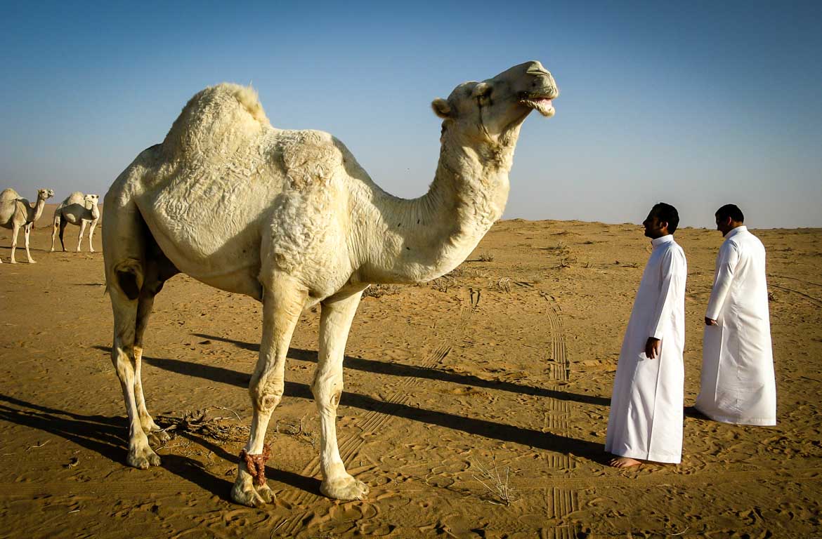 Camelos na Arábia Saudita