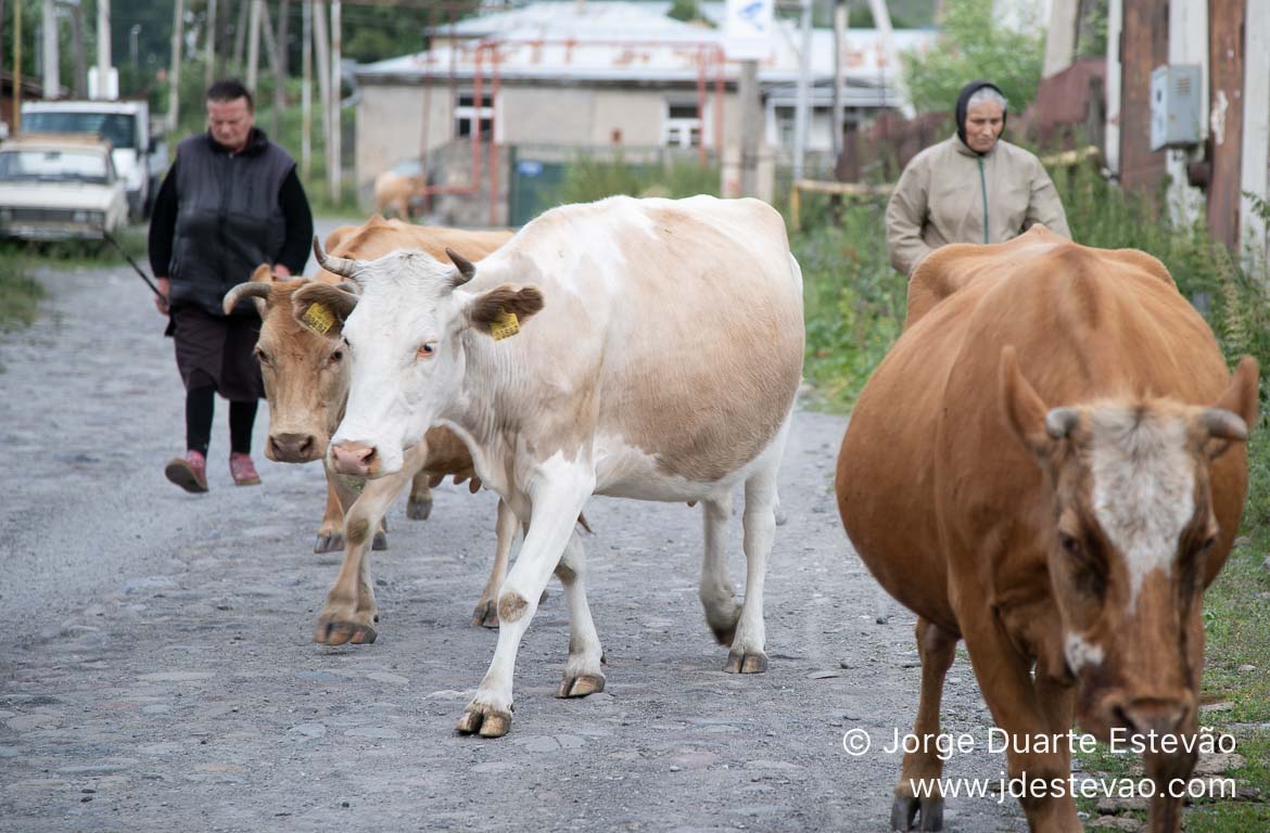 Gado em Kazbegi ou Stepantsminda, Geórgia