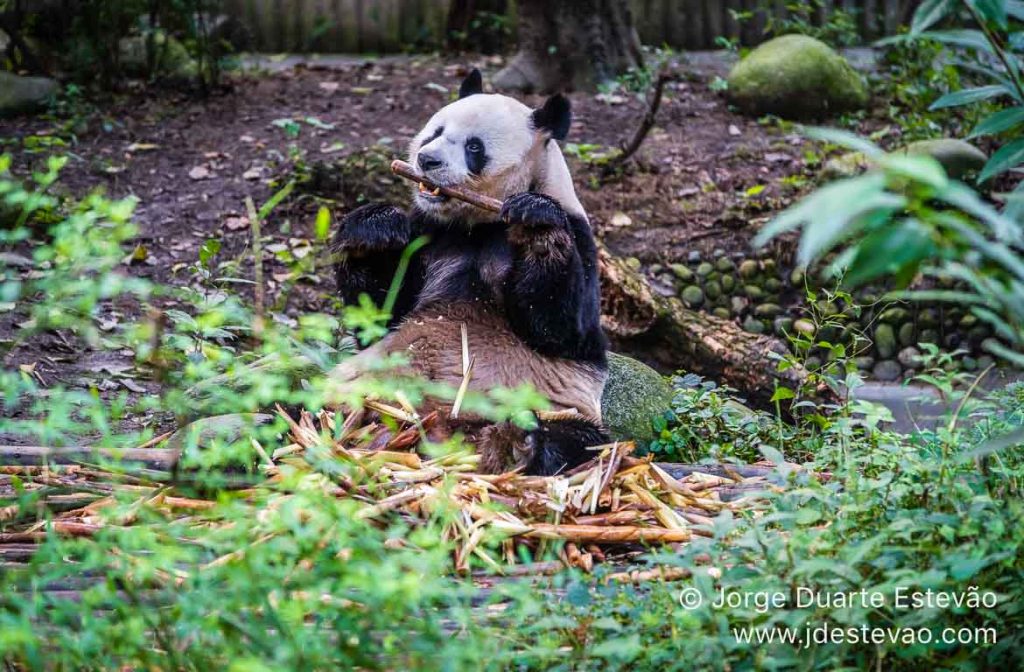 Pandas gigantes em Chengdu, China