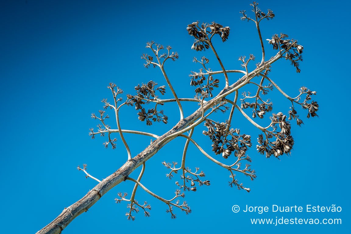 flora-sete-vales-suspensos-lagoa-jorge-duarte-estevao-1170-x768