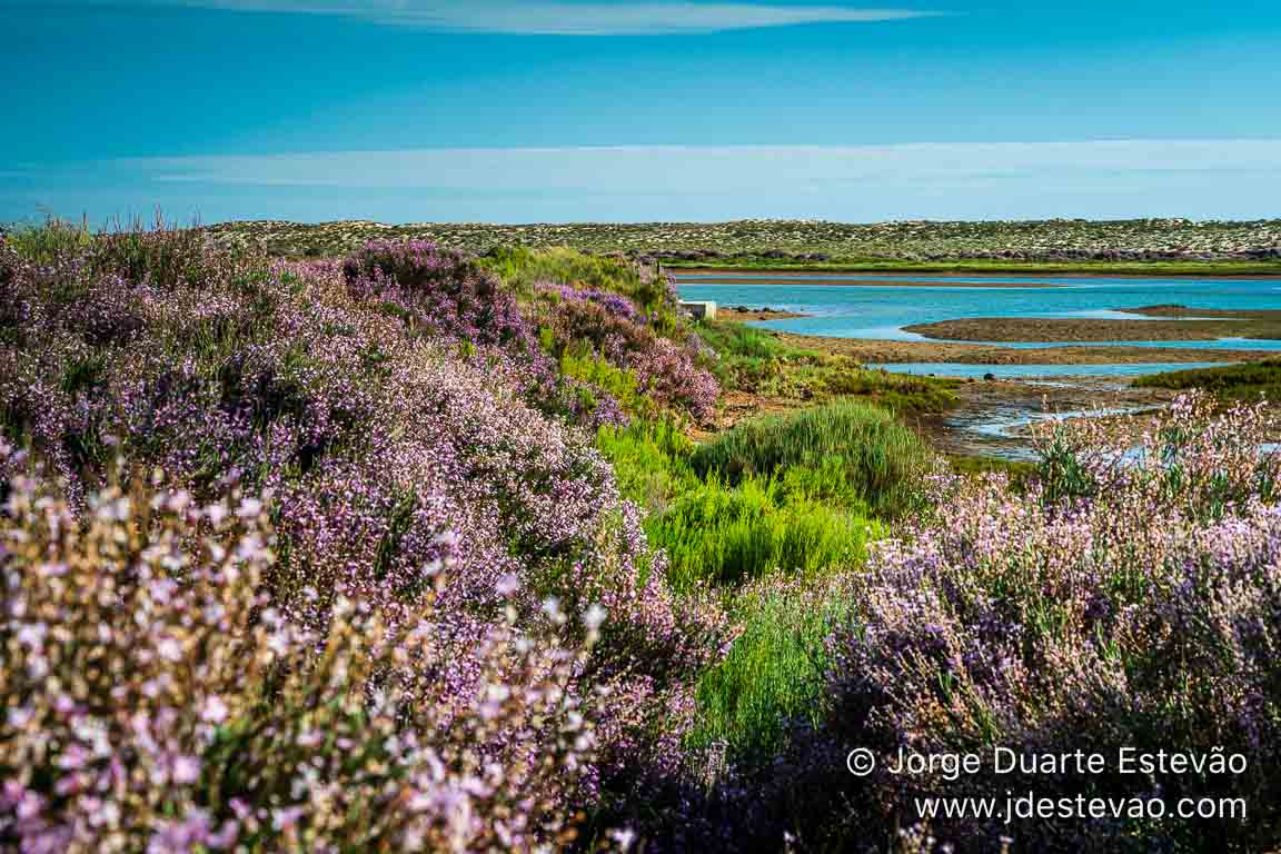 (Limoniastrum monopetalum) Trilho de São Lourenço, Quinta do L