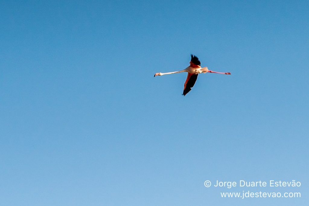 flamingos Ria formosa