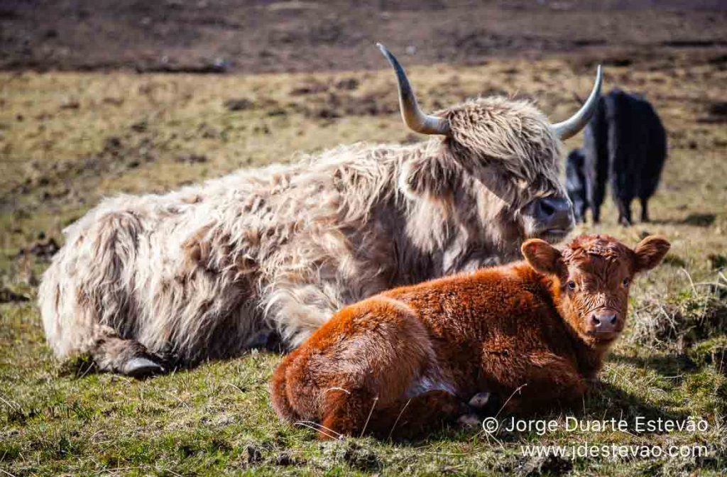 Vacas Highland, Escócia