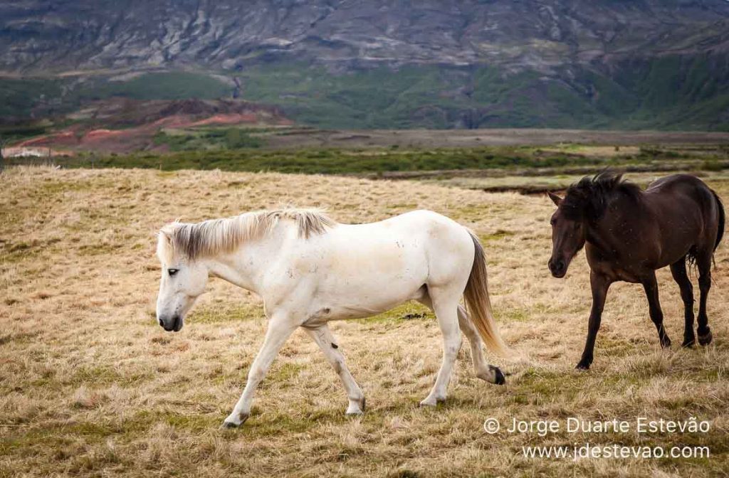 Cavalos islandeses, Islândia