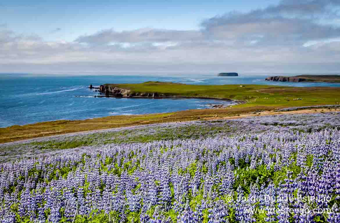 Flores na Islândia