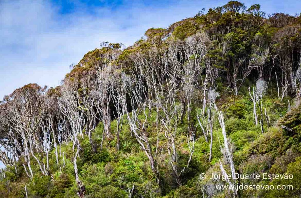 Floresta de Haast, Nova Zelândia