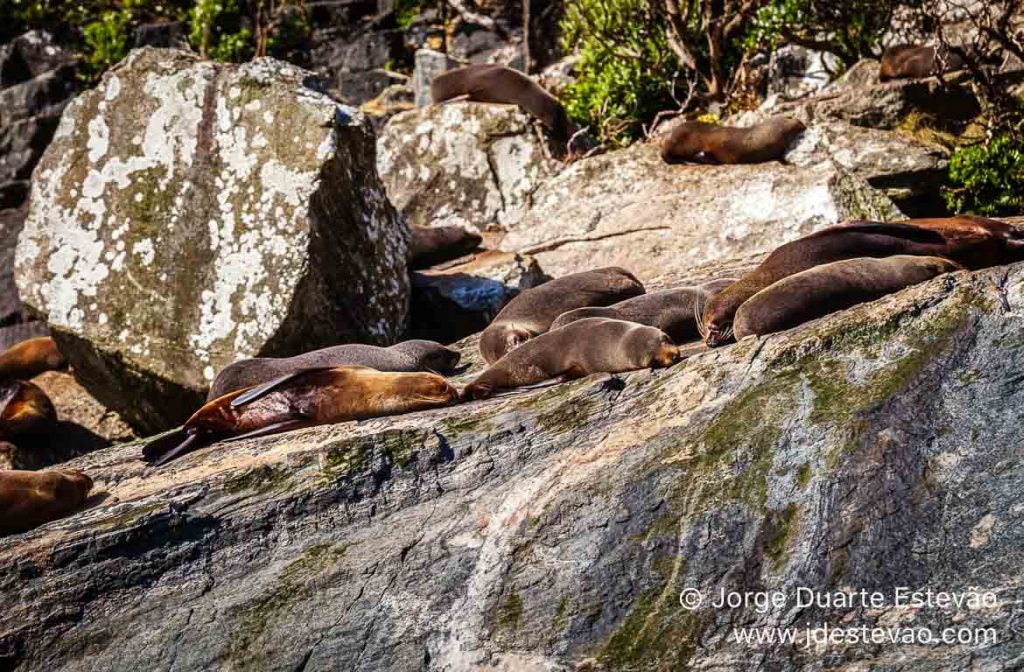 Focas Milford Sound, Nova Zelândia