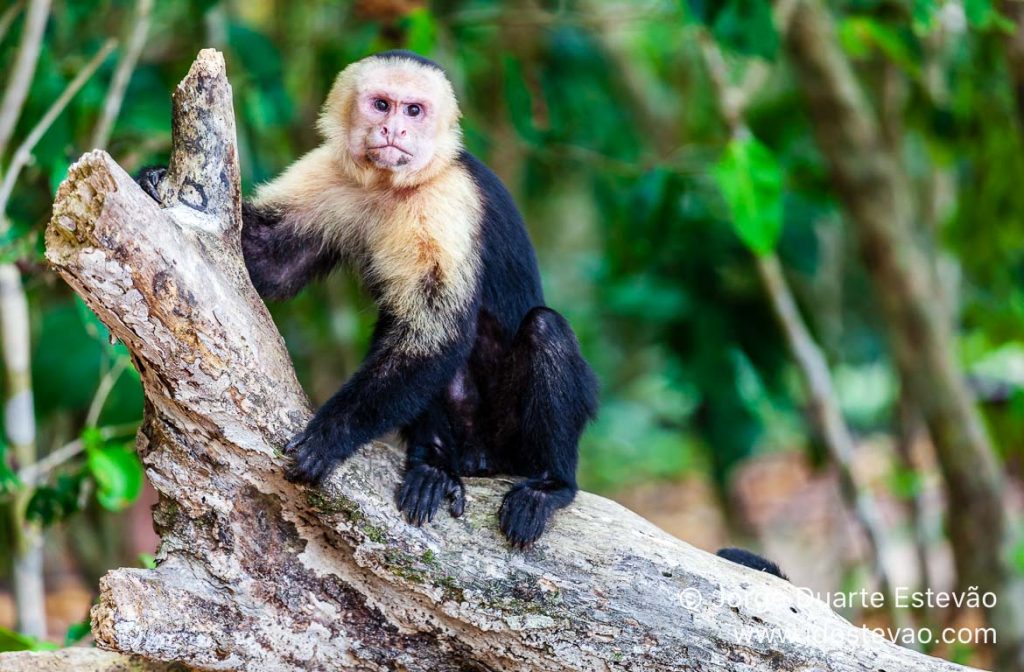 Macacos-prego-de-cara-branca, Parque Manuel António, Costa Rica
