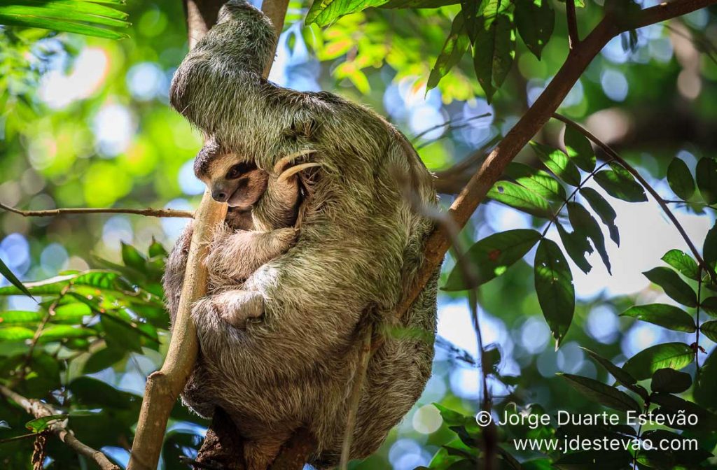 Preguiça, Parque Manuel António, Costa Rica