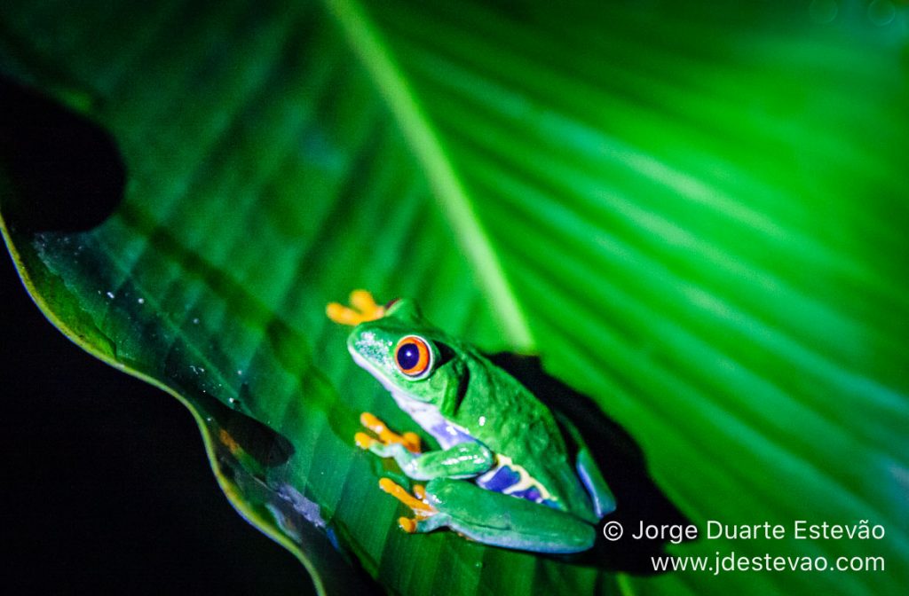 Sapos no Tortuguero, Costa Rica