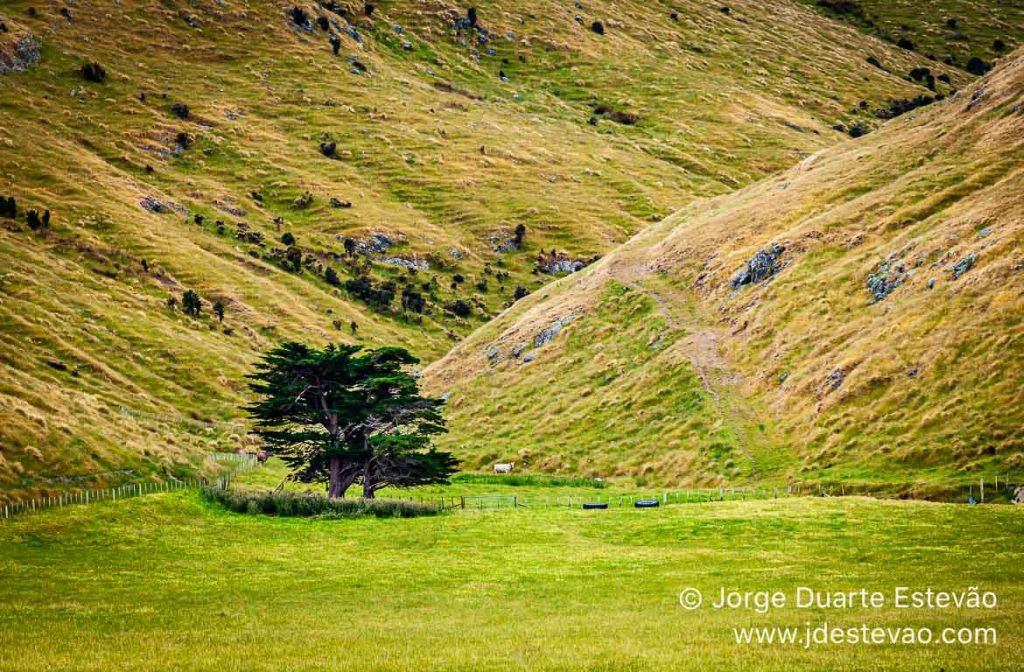 Vale verdejante na Nova Zelândia