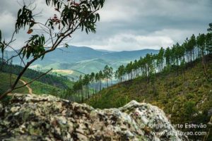 Eucaliptos, Oleiros, Beira-Baixa