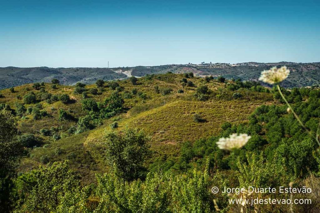 Flora da Via Algarviana