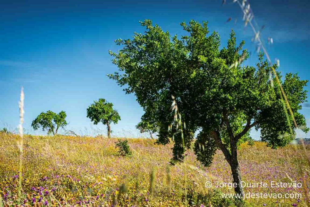 Paisagem verdejante, serra do Caldeirão