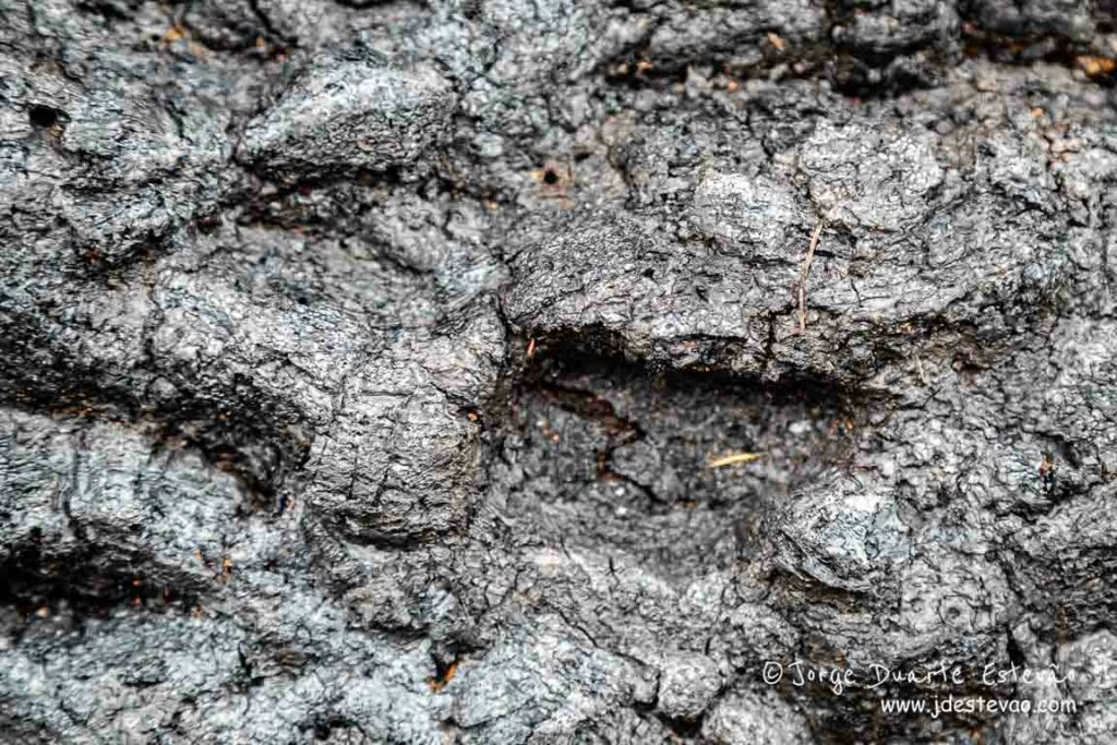 Sobreiros queimados, incêndio de 2018, Monchique