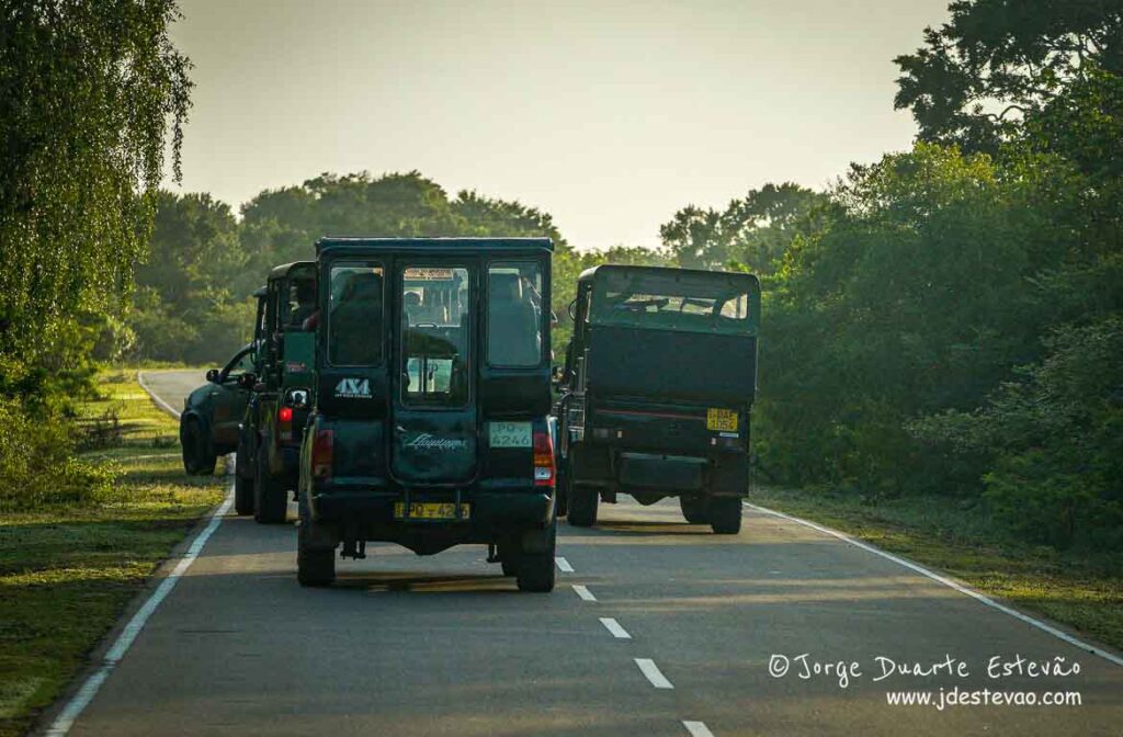 A tranquilidade da manhã no Parque Nacional Yala, com veículos de safari a deslocar-se pela estrada.
