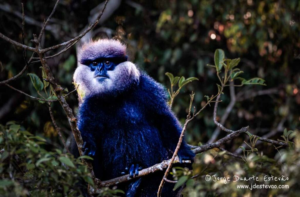 Silhueta de um macaco-azul-acinzentado (langur de cara roxa), contra um fundo de folhagem verdejante, na Floresta de Sinharaja.