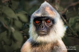 Olhar penetrante de um macaco-de-cara-roxa no Parque Nacional Yala.
