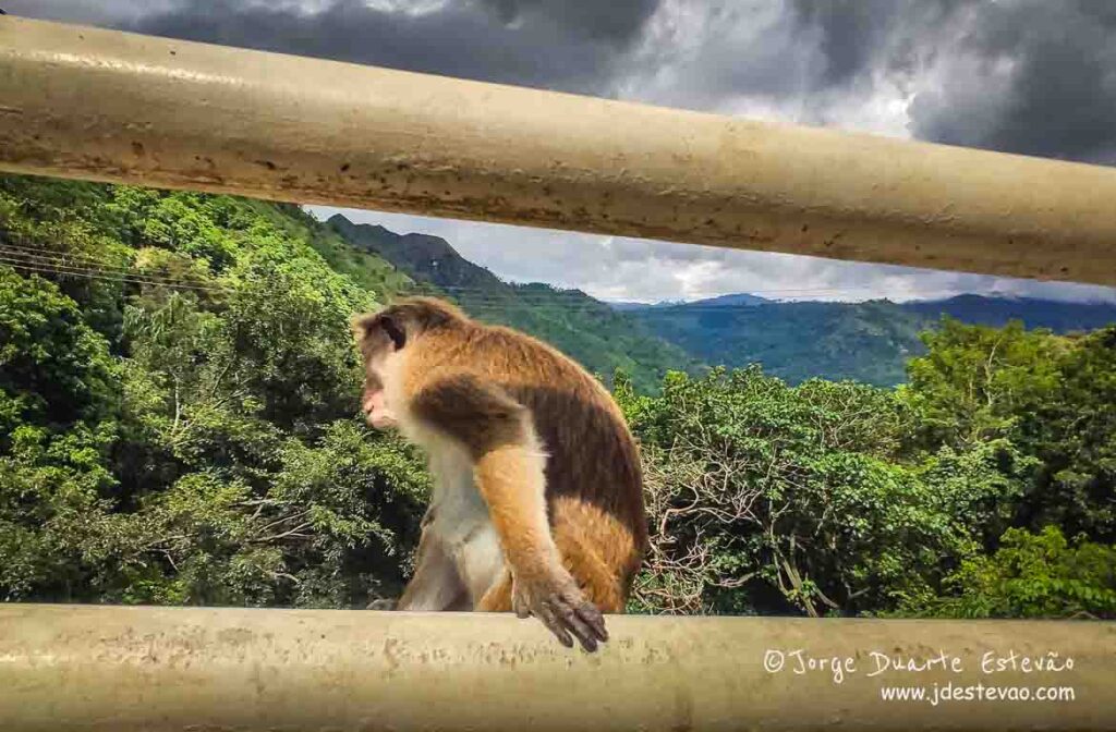 Um macaco observa a paisagem verdejante em redor da Cascata de Diyaluma, Ella, Sri Lanka, do alto de uma barreira.