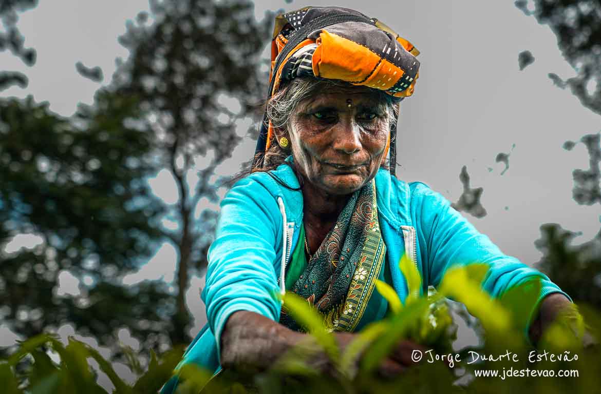 Trabalho árduo e mãos experientes cuidam das plantações de chá de Uva Halpewatte (Halpé Tea) em Ella, Sri Lanka.