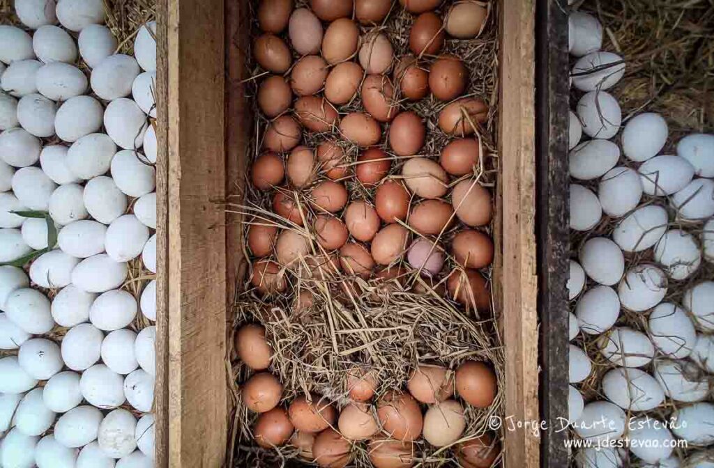 Uma abundância de ovos, brancos e castanhos, num cesto de palha, prontos para serem recolhidos.