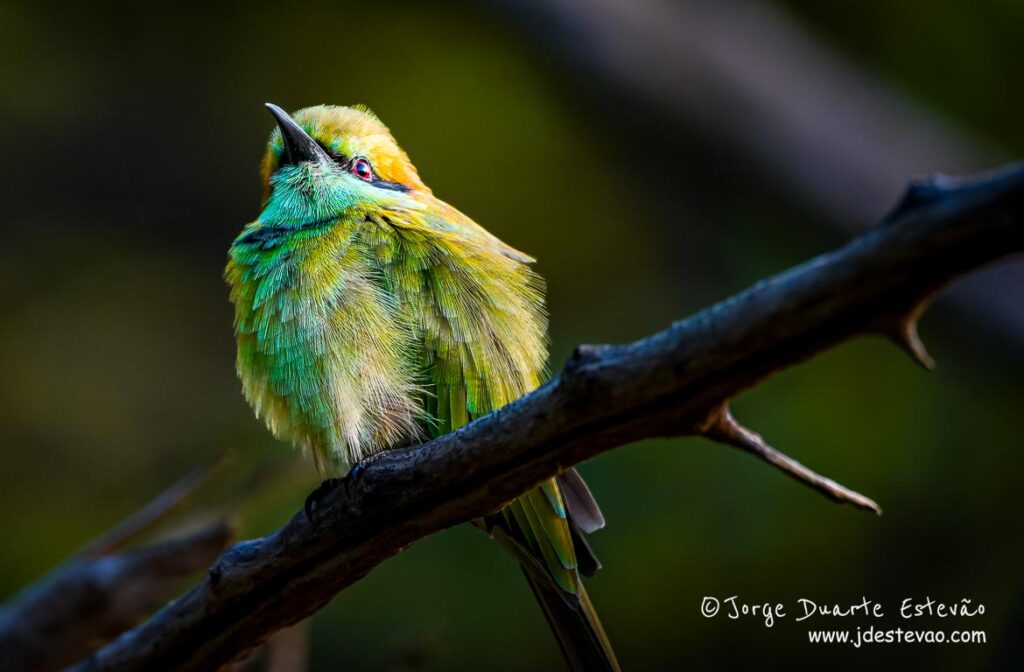 Abelharuco verde asiático, em plena plumagem, no Parque Nacional Yala, Sri Lanka.
