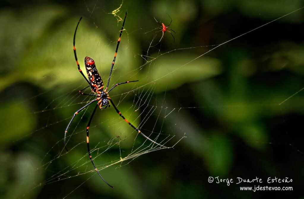 Uma aranha de cores vibrantes, presa numa teia de aranha, no cenário verdejant da Floresta de Sinharaja, Sri lanka.