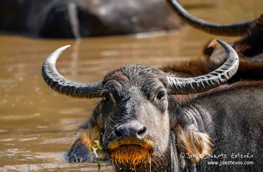 Búfalo no Parque Nacional Yala, Sri Lanka, a mergulhar nas águas barrentas.