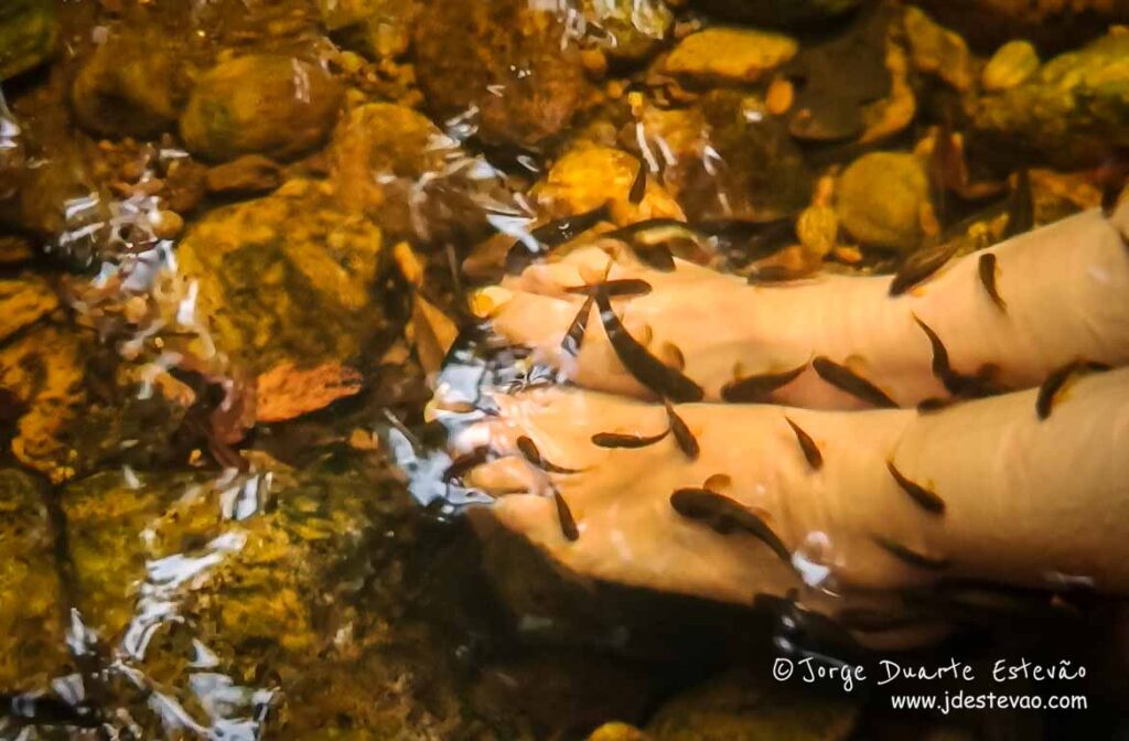 Um mergulho terapêutico na Floresta de Sinharaja. Peixes minúsculos dançam em torno dos pés, numa experiência única.